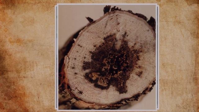 Эска винограда - болезнь многолетней древесины часть 1 смотреть онлайн