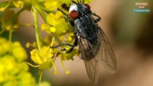 ЧТО БУДЕТ, ЕСЛИ СЪЕСТЬ ЯЙЦА МУХИ