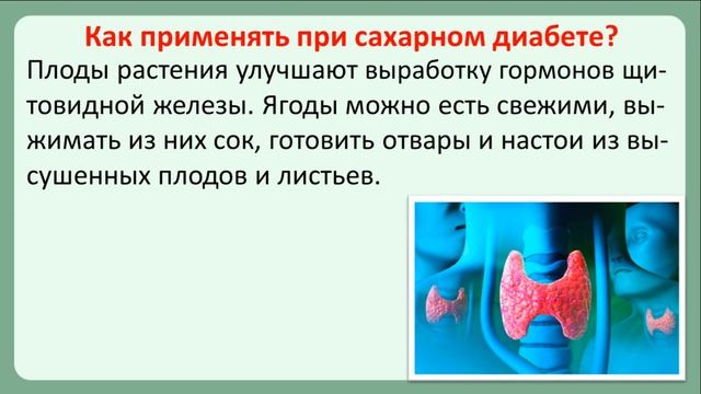 Черноплодная рябина при диабете