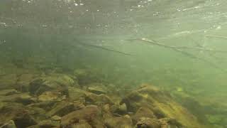 Подводный мир ручьев Сихотэ-Алиня!. смотреть онлайн