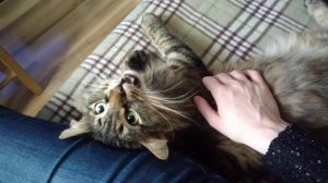 Кот разговаривает и мурчит