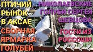 Голуби Сергея Шевцова из г.Шахты, гости из Россоши на ярмарке в Ростове на Дону. Птичий рынок Аксай.