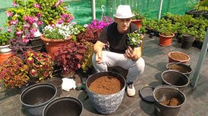 Грядки в шляпе готовим большие горшки к посадке.