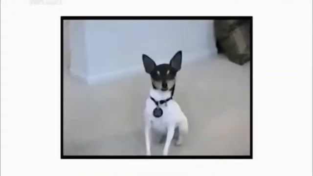 О той-фокстерьерах смотреть онлайн