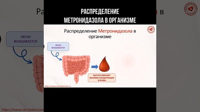 Распределение метронидазола в организме #метронидазол #фармакология #химия #биохимия