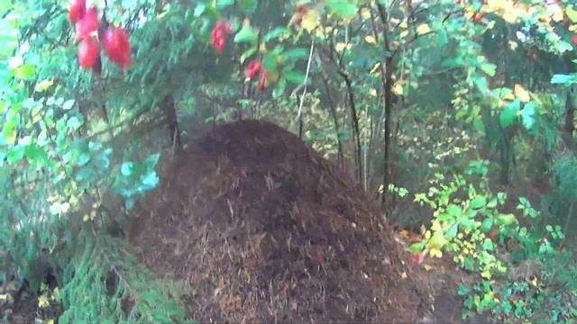 2012 Осень, грибы, барбарис Влог 02546 1 смотреть онлайн