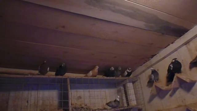 Копия видео Свердловские высоколетные голуби видео 2014 год смотреть онлайн