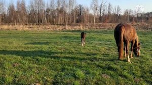 Жеребенок 5-й день. Прогулка на молодых лошадях. Выпас начался!