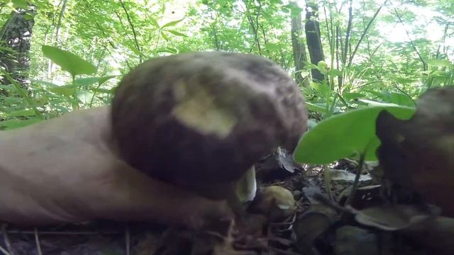 Грибы белые,лисички,дубовики,весёлка и крупная дикая клубника смотреть онлайн