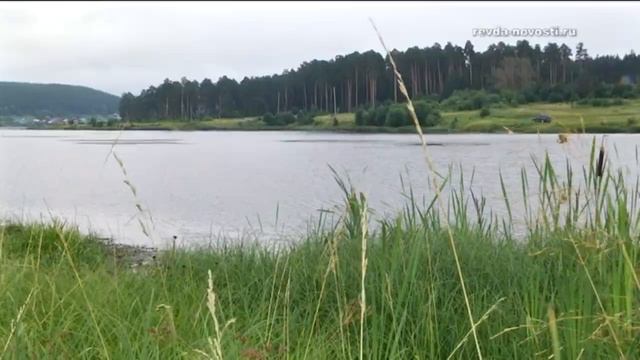 По дороге на юг. В Ревде временно поселилась цапля смотреть онлайн