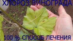 Хлороз винограда 100 % способ лечения