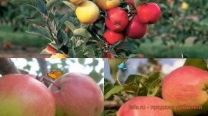 Яблоня обыкновенная Богатырь - Кандиль орловский ? обзор: как сажать, саженцы яблони