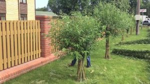 Плетеная ива. Датские корни. Формирование кроны.