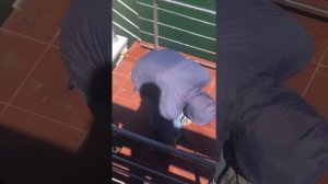 Ловля саргана в Зеленоградске