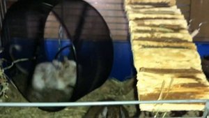 НОВЫЙ ДОМ ДЛЯ ДЕГУ. Белки дегу купаются в песке. Перебираю лакомства