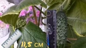 ШКИПЕР F1?- Супер ОГУРЕЦ вырос!!!???? Выращивание огурцов НА БАЛКОНЕ!!!