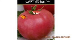 Томат обыкновенный Боярин F1 (boyarin f1) ? Боярин F1 обзор: как сажать, семена томата Боярин F1