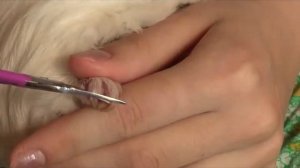 #КАК СТРИЧЬ КОГТИ МОРСКИМ СВИНКАМ?