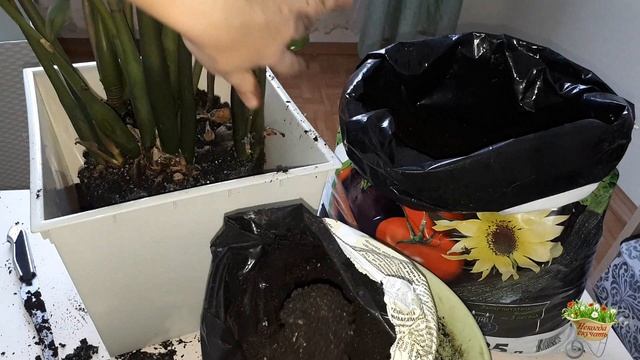 ПЕРЕСАДКА ЗАМИОКУЛЬКАСА  в напольное кашпо!
