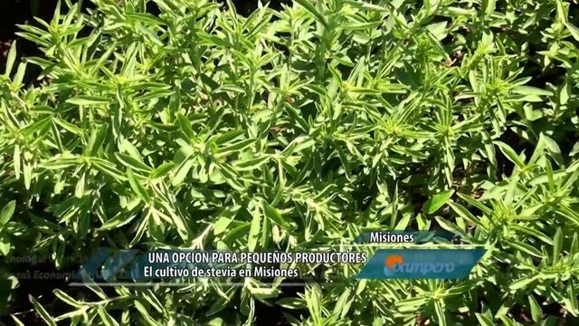 Pampero TV. 15-01-2016. La Stevia también se cultiva en Misiones. смотреть онлайн