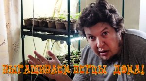 Как вырастить перец дома? Часть 8. Я получил Carolina Reaper! А на рассаду напала плесень.