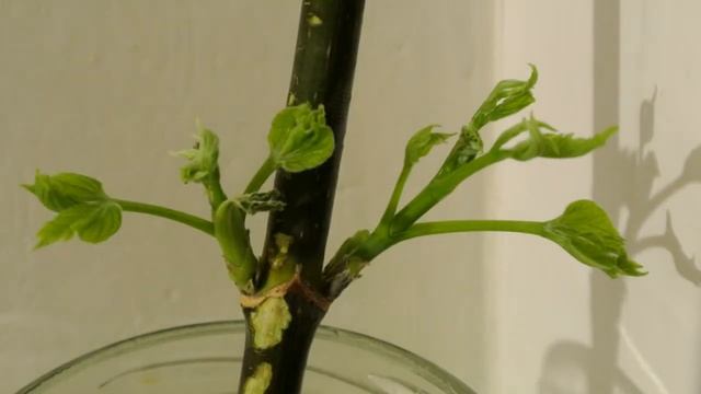 Пример замедленной (цейтраферной / интервальной) съемки Nikon 1 V1 смотреть онлайн