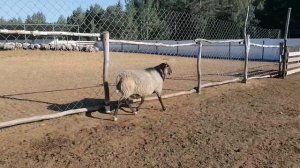 Племенной баран Романовской Чешской селекции