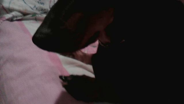 Моя собака. Простите что такое качество смотреть онлайн