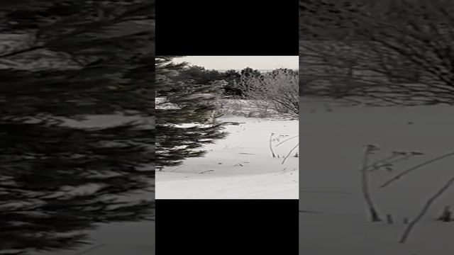 борзая техника