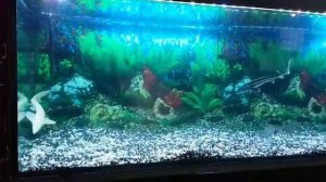 выращивание осетра и альбиноса в аквариуме.  Die Störe im Aquarium.