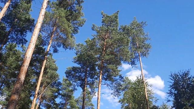 Красота Рязанского края