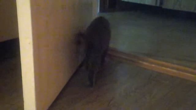 Моя кошка. Британская вислоухая. Кира)) смотреть онлайн