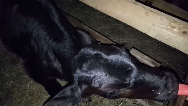 КАК ПРАВИЛЬНО ВЫКАРМЛИВАТЬ ТЕЛЯТ смотреть онлайн