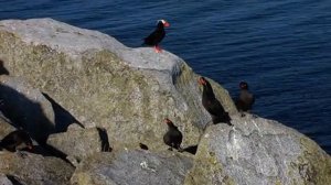 Большие конюги