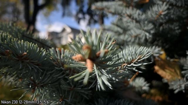 Nikon Z30 vs ZFC (12-28mm vs 16 50mm) Best Vlogging Camera + Lens смотреть онлайн