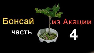 4Бонсай с самого начала из желтой акации часть 4 пересадка, обрезка.mp4