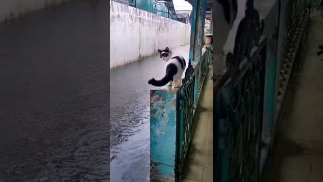 Жаль, что коты - герои недолюбливают воду