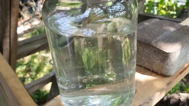 Быстро спас огурцы от пожелтения! Простое средство для огурцов смотреть онлайн