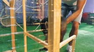 Что если БЕЛКА и КУРИЦА ОКАЖУТСЯ в ОДНОЙ КЛЕТКЕ?