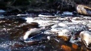 Сплав по реке Ульма, Амурская область - природа trip down the river Ulma Amur state nature