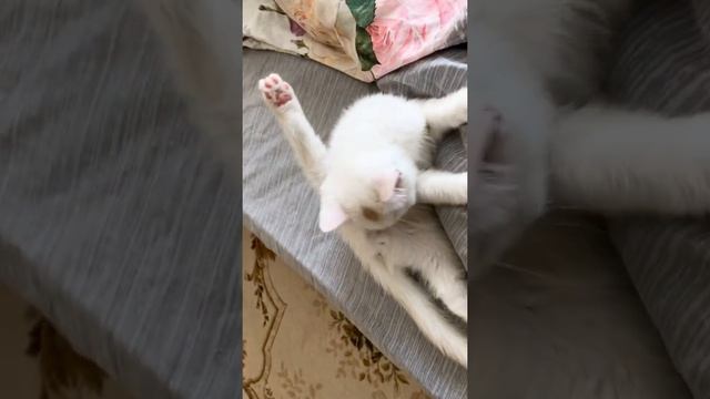 British white kitten ? washing himself. Британский белый котёнок моется.