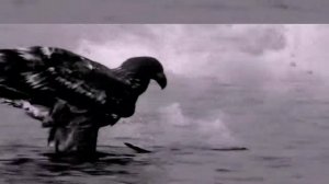 "Альфа" Сергей Сарычев - Орел