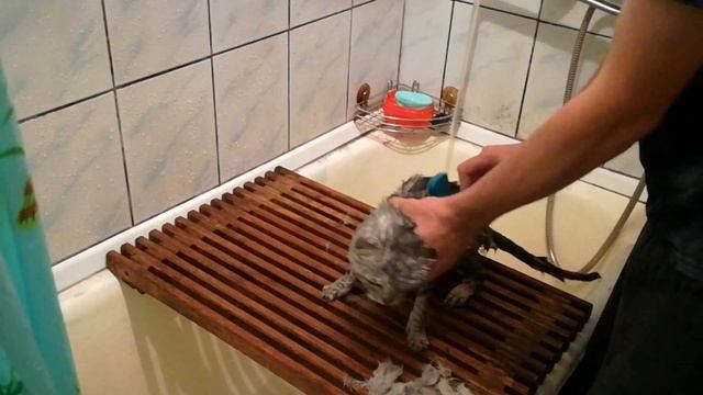 Лайфхак,как правильно мыть кота в домашних условиях смотреть онлайн