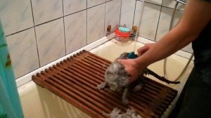Лайфхак,как правильно мыть кота в домашних условиях