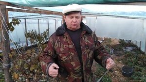 Парник для малины: наша БОЛЬШАЯ ОШИБКА