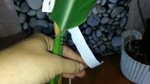 ТАККА, СТРЕЛИЦИЯ,  ПОПОЛНЕНИЕ, ДОЛГОЖДАННЫЕ РАСТЕНИЯ.