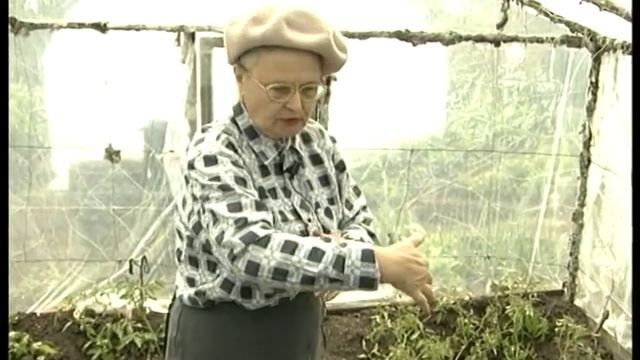 Уход за томатами после высадки смотреть онлайн