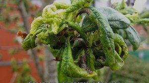 У сливы скручиваются листья — что делать