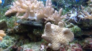 Коралловая ферма. Мягкие кораллы.