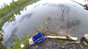 Карась на манку! Рыбалка на поплавок в жару! Хороший клёв!